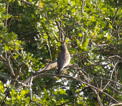Brown-backed Honeybird (Prodotiscus regulus), photo 9