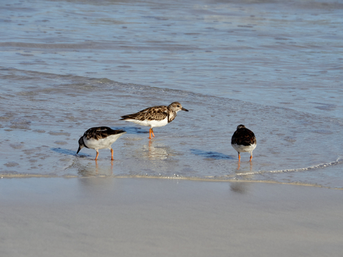 iNaturalist: (c) Jürg, some rights reserved (CC BY-NC), uploaded by Jürg iNaturalist image