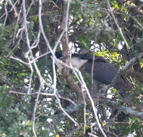 Ethiopian Boubou (Laniarius aethiopicus), photo 10