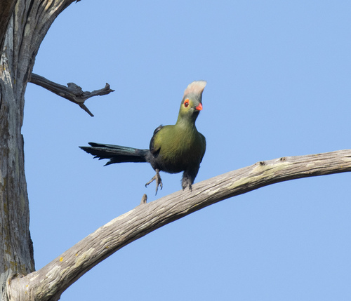 Ruspoli's Turaco (Menelikornis ruspolii), photo 1