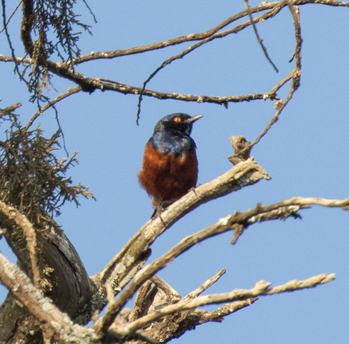 Shelley's Starling (Lamprotornis shelleyi), photo 7