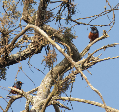 Shelley's Starling (Lamprotornis shelleyi), photo 6
