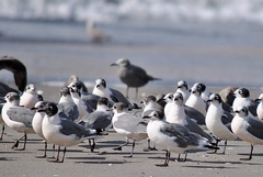 Leucophaeus pipixcan