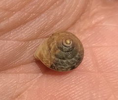 Helicina concentrica