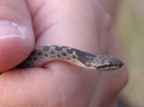 iNaturalist observation photo of Coast Night Snake