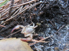 Euscorpius balearicus