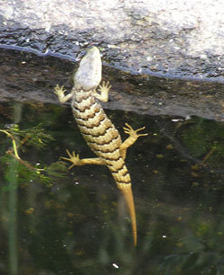 iNaturalist observation photo of Southern Alligator Lizard
