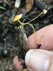 Mycena oregonensis