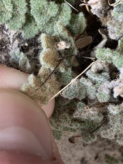 Myriopteris parryi image