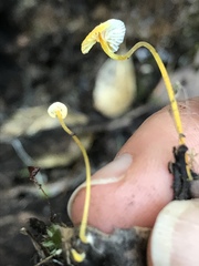 Mycena oregonensis