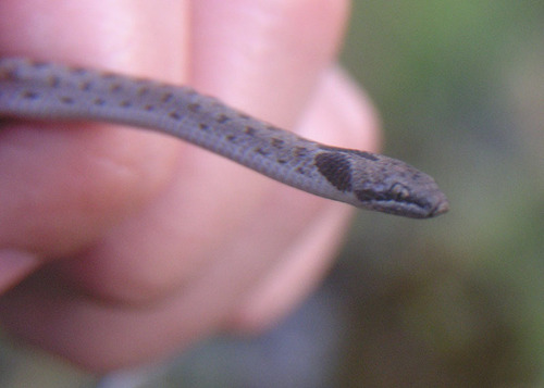 iNaturalist observation photo of Coast Night Snake