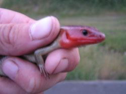 iNaturalist observation photo of Gilbert's Skink