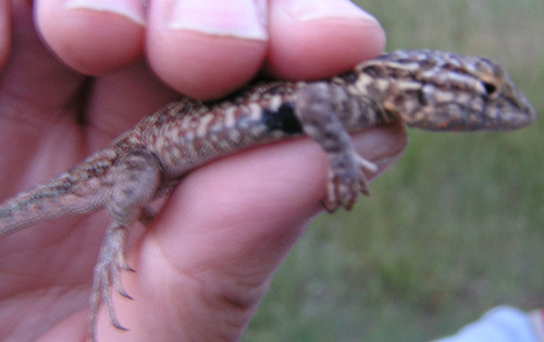 iNaturalist observation photo of Common Side-blotched Lizard
