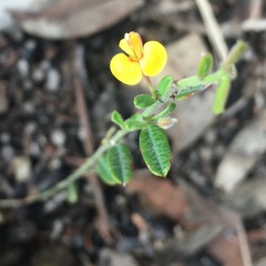 Bossiaea scortechinii
