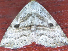 Perynea subrosea