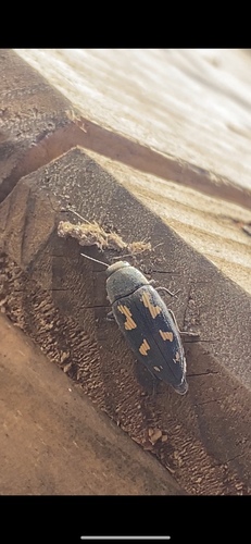 Buprestis novemmaculata