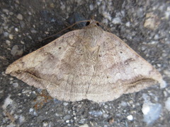 Blasticorhinus ussuriensis