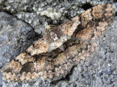 Satoblephara parvularia