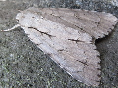 Acronicta intermedia