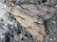 Acronicta major