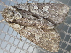 Acronicta adaucta