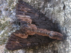 Dypterygia caliginosa