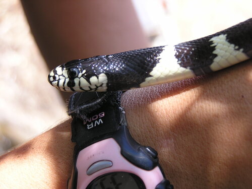 iNaturalist observation photo of California King Snake