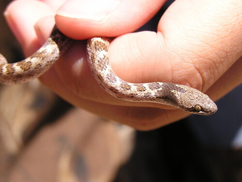 iNaturalist observation photo of Coast Night Snake
