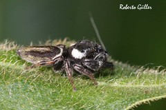Dendryphantes mordax