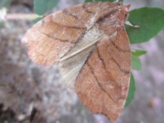 Macrochthonia fervens