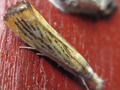 Flavocrambus striatellus