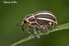 Neodiplogrammus quadrivittatus