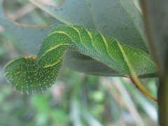 Sphinx ligustri