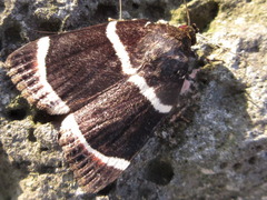 Amphipyra tripartita