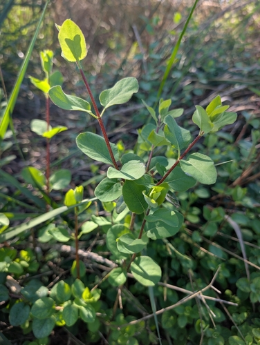 iNaturalist observation photo of honeysuckle subfamily