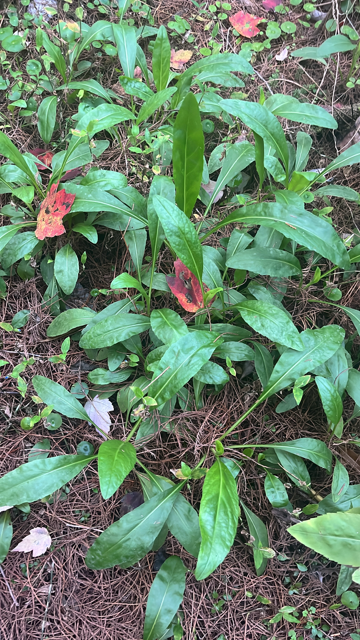 Stokésie Peachie's Pick — foto