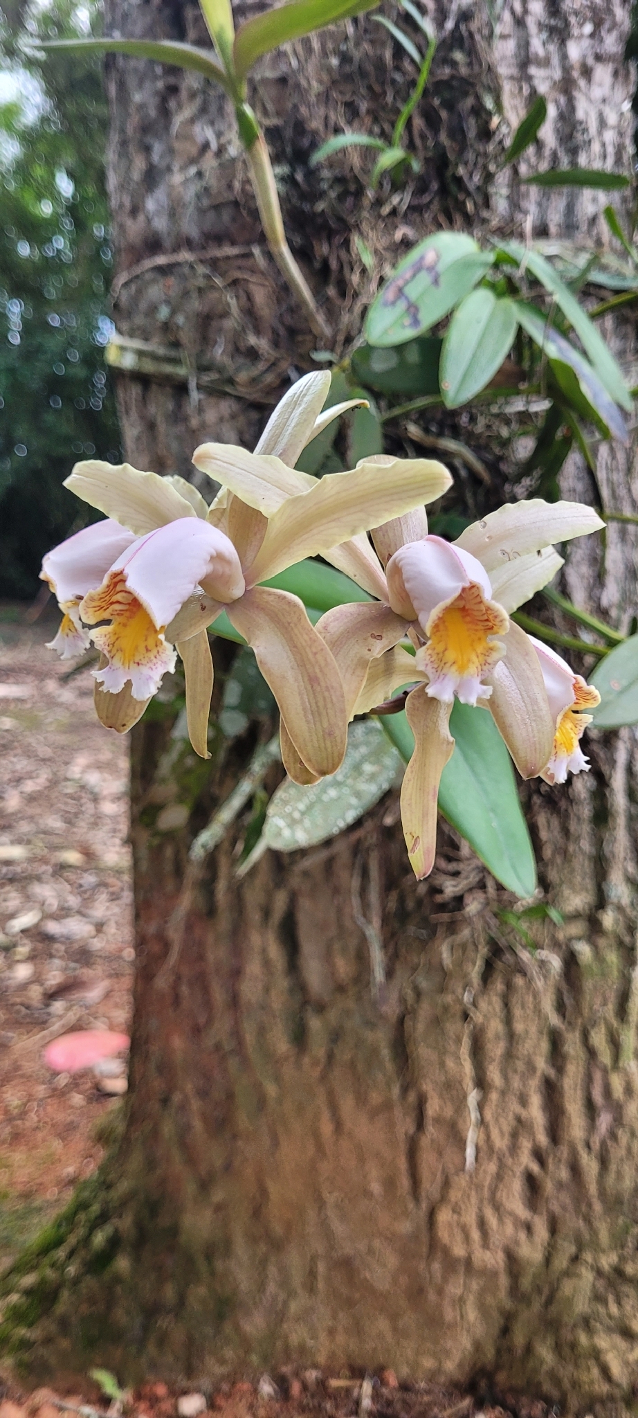 Imagem de Orquídea boca de lobo