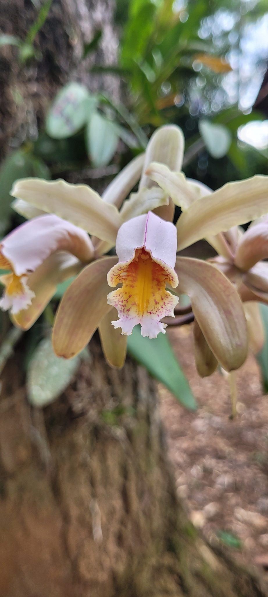 Imagem de Orquídea boca de lobo