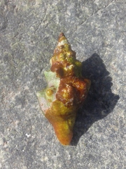 Tarantinaea lignaria