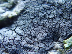 Hydropunctaria maura