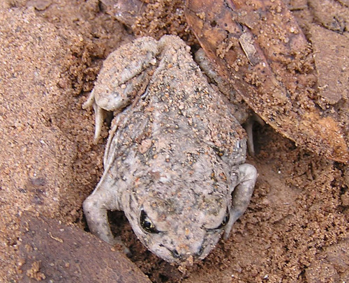 iNaturalist observation photo of Western Spadefoot