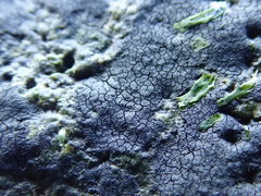 Hydropunctaria maura