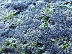 Hydropunctaria maura