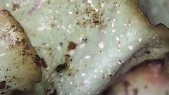 Cetrelia cetrarioides