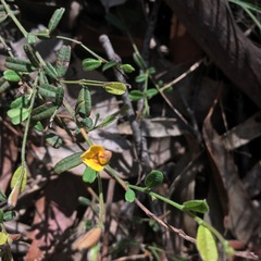 Pultenaea hartmannii