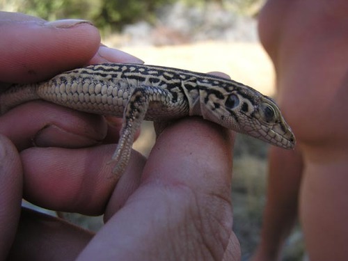 iNaturalist observation photo of Western Whiptail