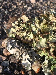 Cetrelia cetrarioides