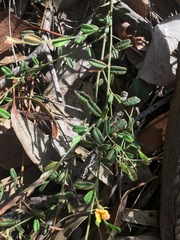 Pultenaea hartmannii