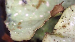 Cetrelia cetrarioides