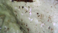 Cetrelia cetrarioides